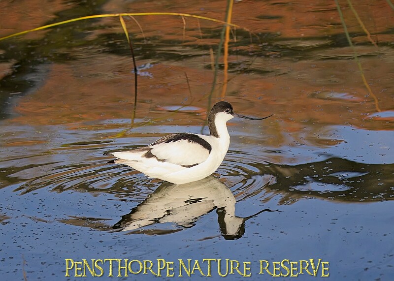 20251113PENSNOV00009A.JPG