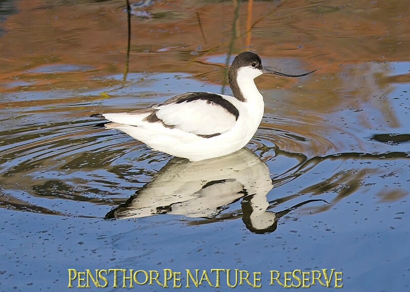 20251113PENSNOV00011A.JPG