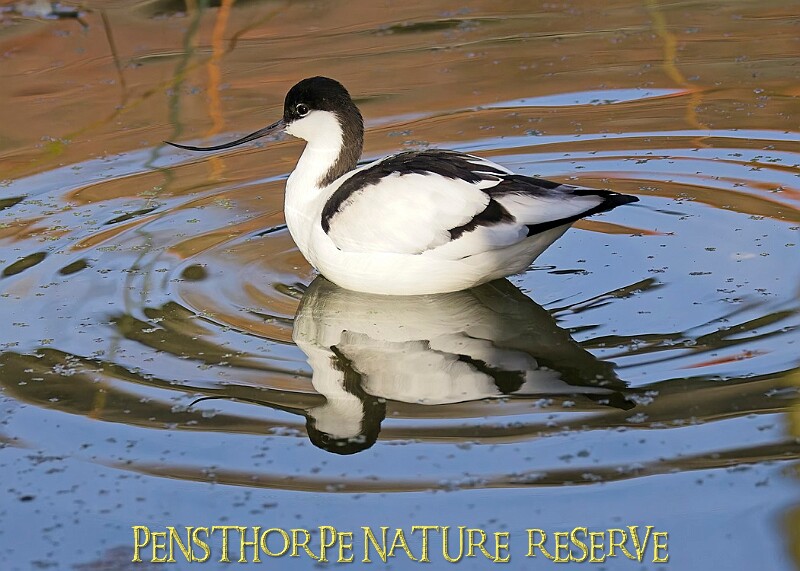 20251113PENSNOV00013A.JPG