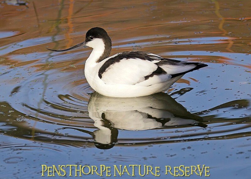 20251113PENSNOV00017A.JPG