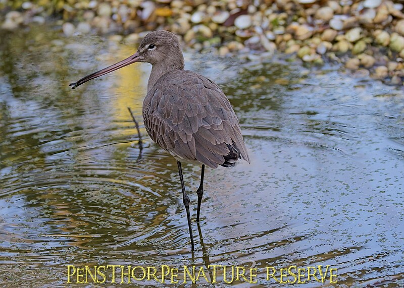 20251113PENSNOV00021A.JPG