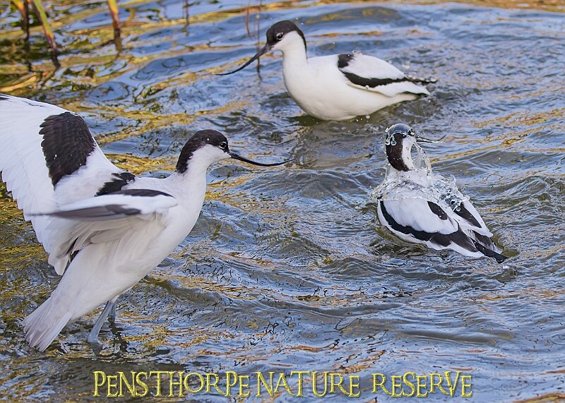 20251113PENSNOV00030A.JPG