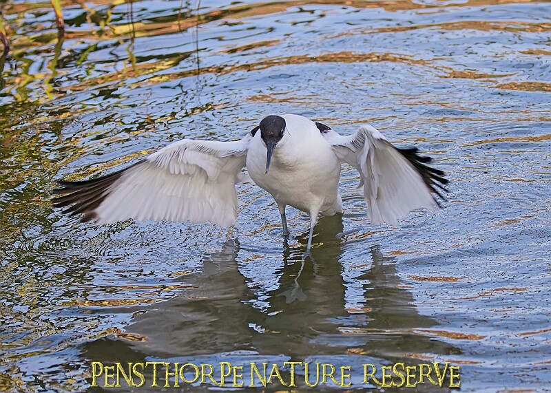 20251113PENSNOV00037A.JPG
