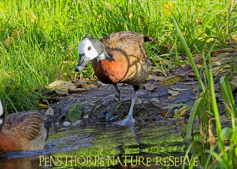 20251113PENSNOV00052A.JPG