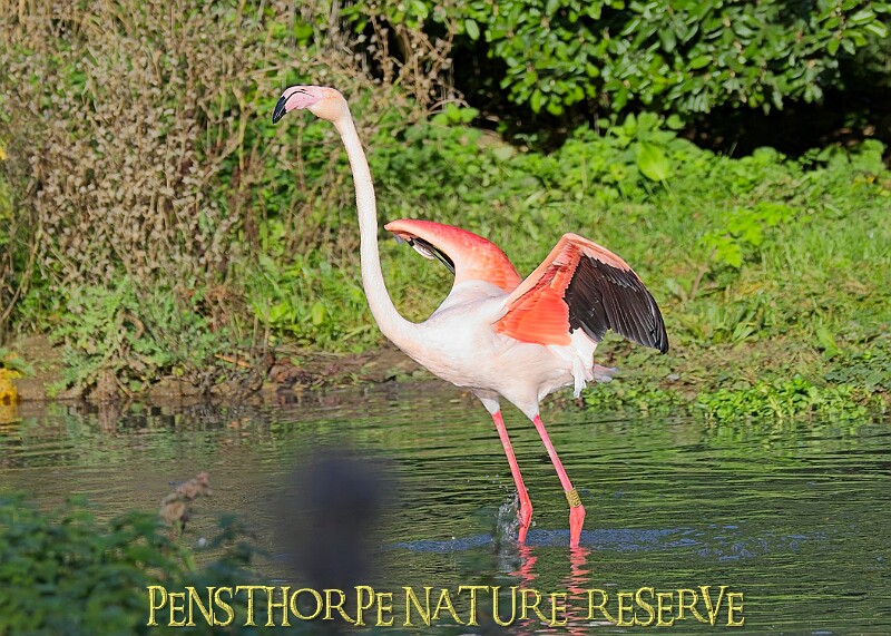 20251113PENSNOV00101A.JPG