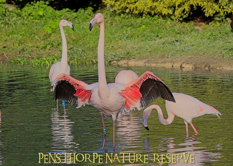 20251113PENSNOV00140A.JPG