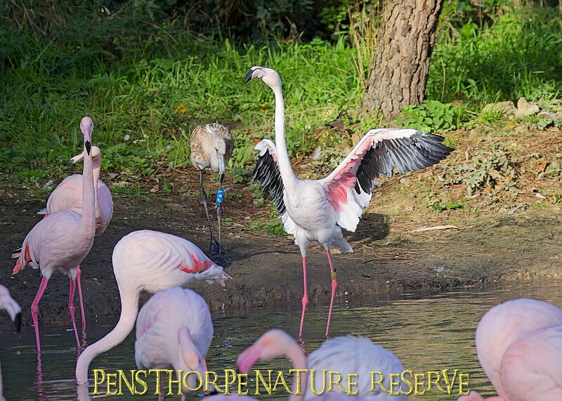 20251113PENSNOV00224A.JPG