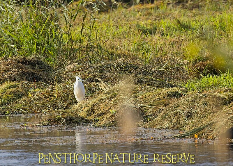 20251113PENSNOV00234A.JPG