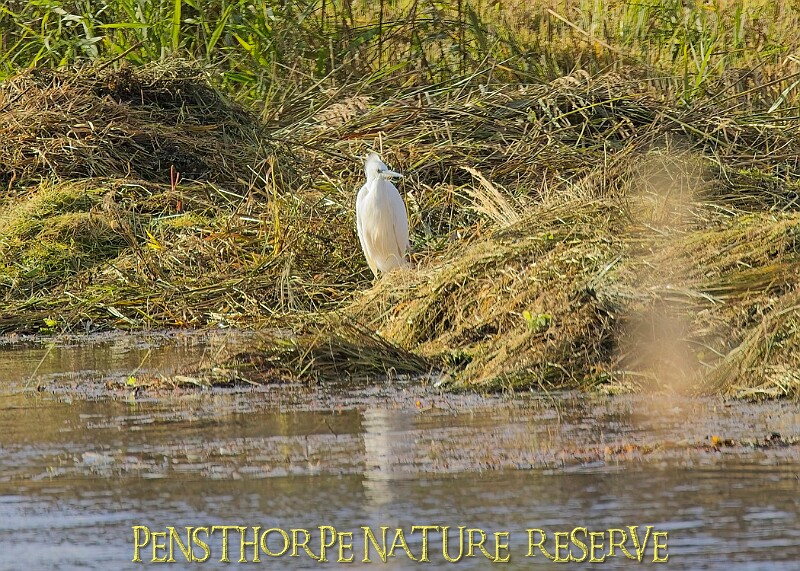 20251113PENSNOV00237A.JPG