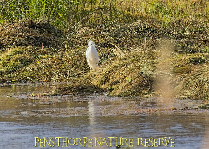 20251113PENSNOV00238A.JPG
