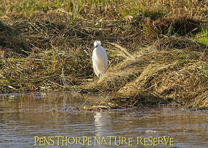 20251113PENSNOV00241A.JPG