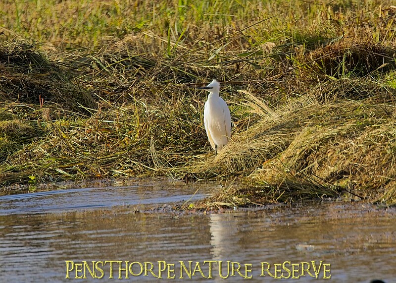 20251113PENSNOV00242A.JPG