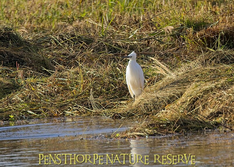 20251113PENSNOV00243A.JPG
