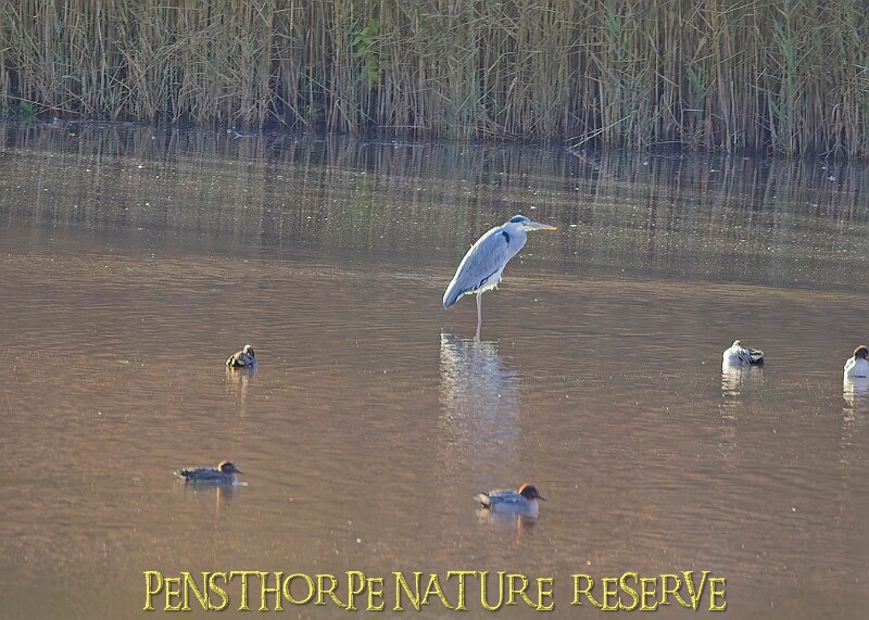 20251113PENSNOV00250A.JPG