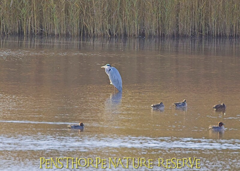 20251113PENSNOV00255A.JPG