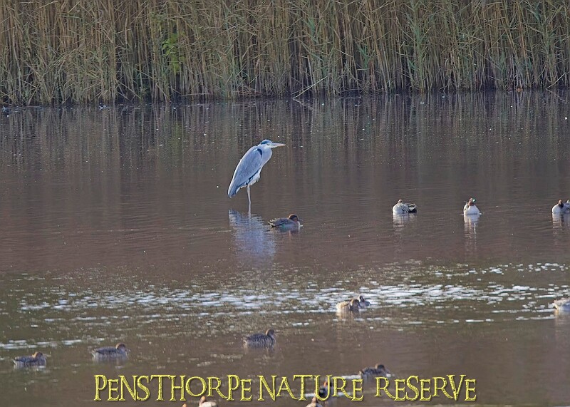20251113PENSNOV00256A.JPG