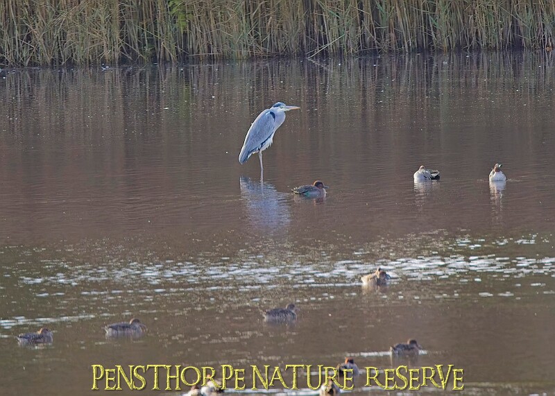 20251113PENSNOV00258A.JPG