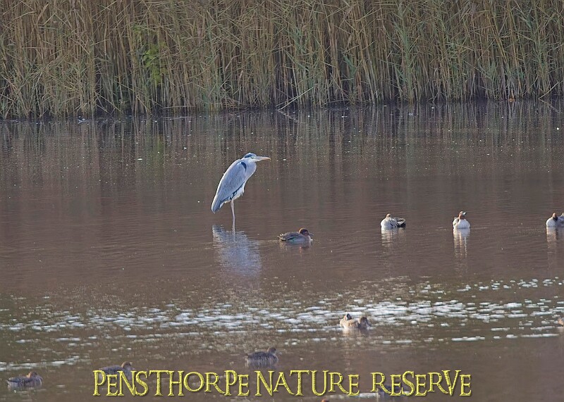 20251113PENSNOV00261A.JPG