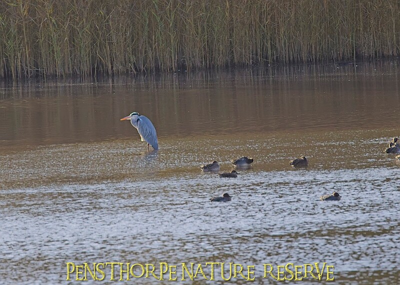 20251113PENSNOV00262A.JPG