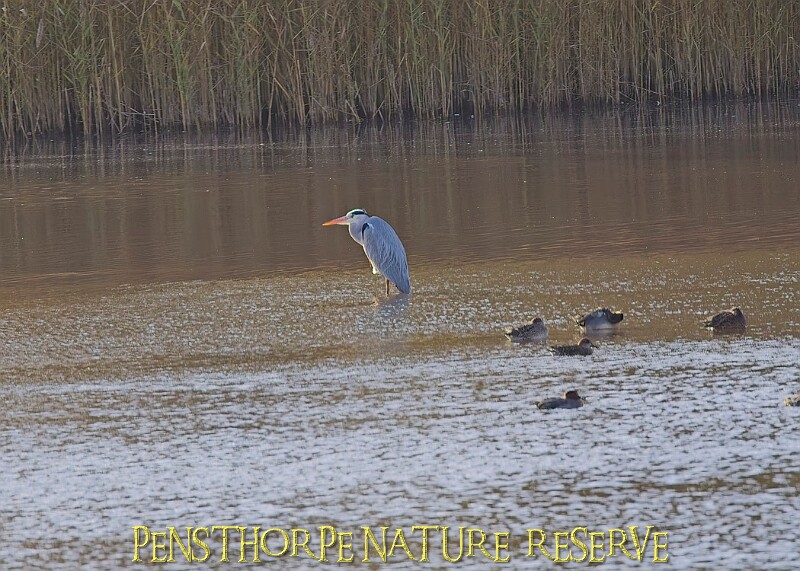 20251113PENSNOV00264A.JPG