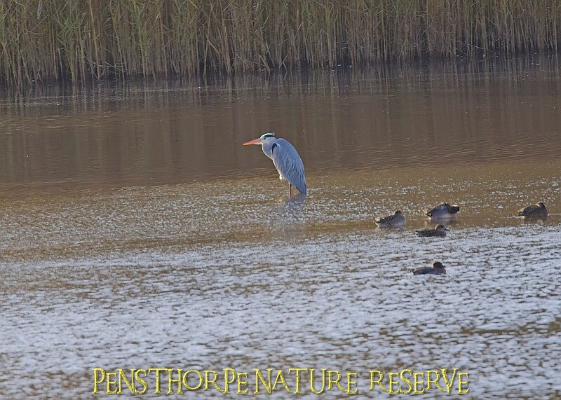 20251113PENSNOV00268A.JPG
