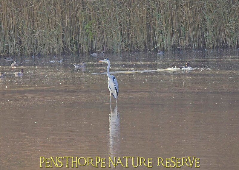 20251113PENSNOV00269A.JPG