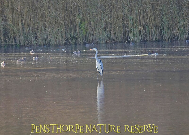 20251113PENSNOV00270A.JPG
