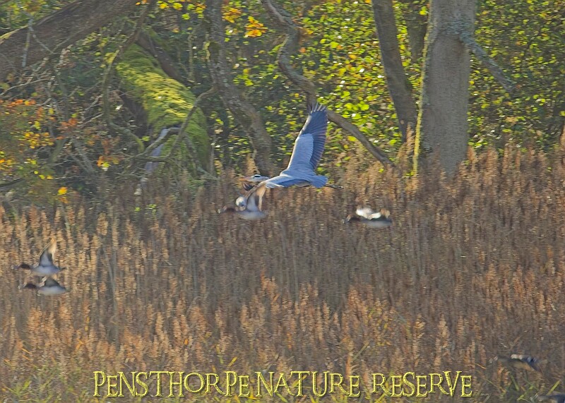20251113PENSNOV00274A.JPG