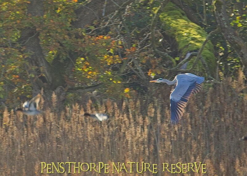 20251113PENSNOV00275A.JPG