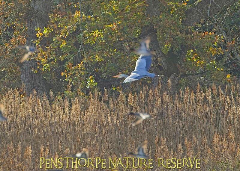 20251113PENSNOV00277A.JPG