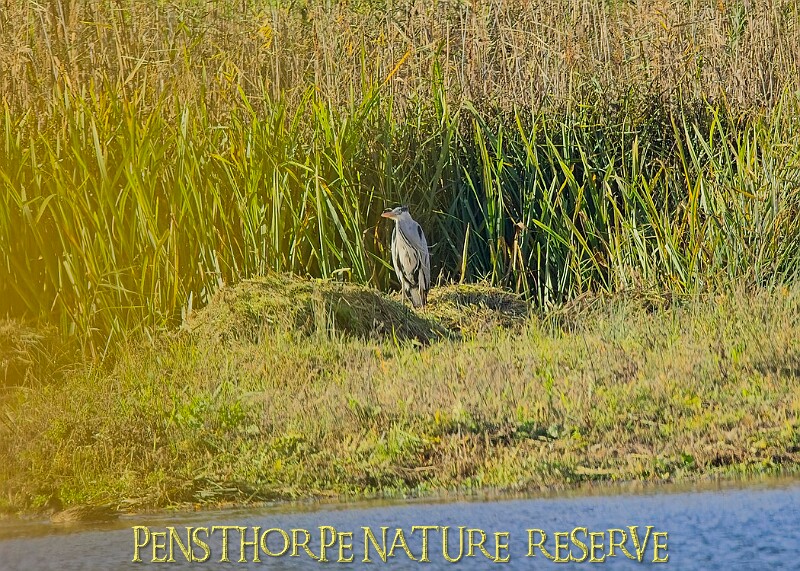 20251113PENSNOV00286A.JPG