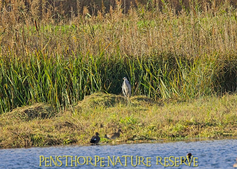20251113PENSNOV00298A.JPG