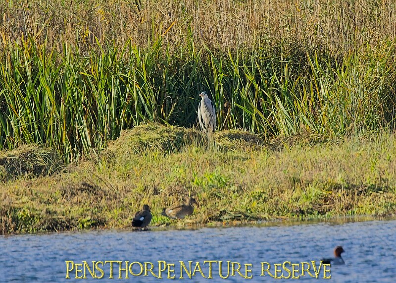 20251113PENSNOV00299A.JPG