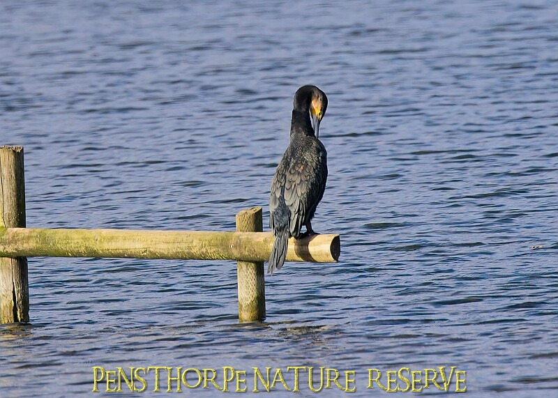 20251113PENSNOV00300A.JPG