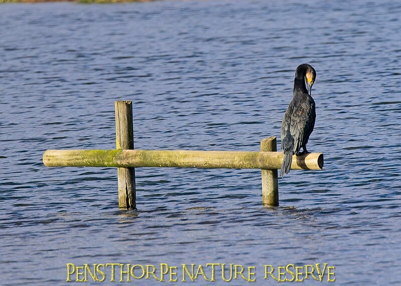 20251113PENSNOV00302A.JPG
