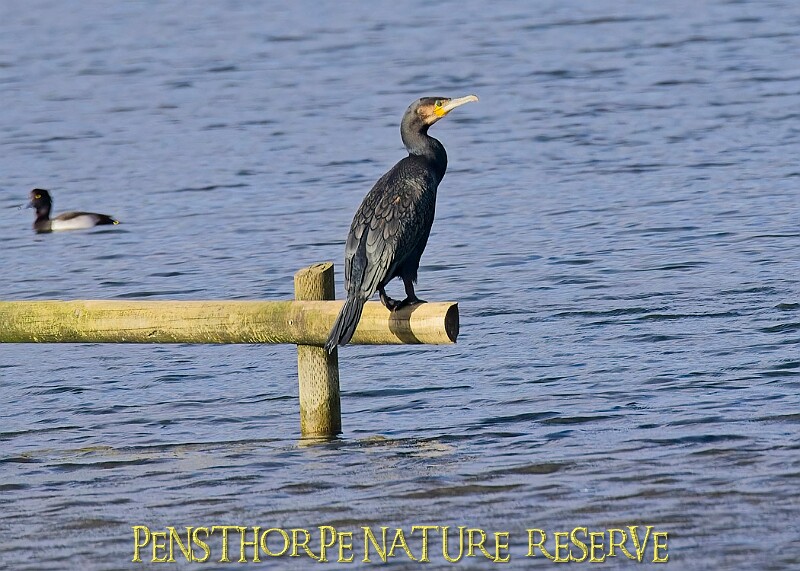 20251113PENSNOV00305A.JPG