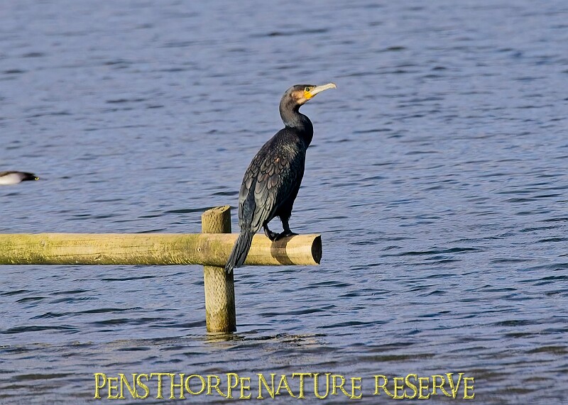 20251113PENSNOV00308A.JPG