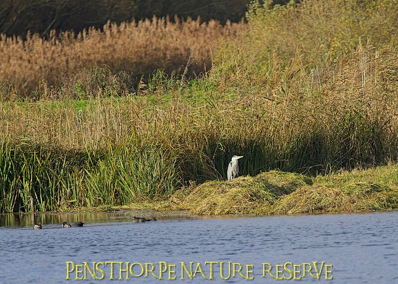 20251113PENSNOV00314A.JPG