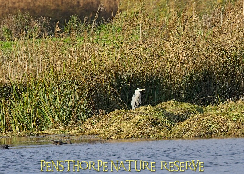 20251113PENSNOV00315A.JPG