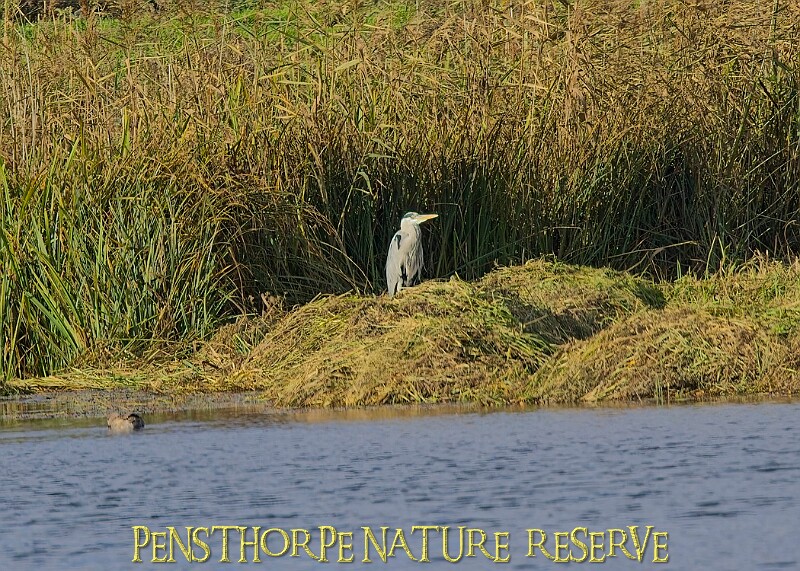20251113PENSNOV00320A.JPG