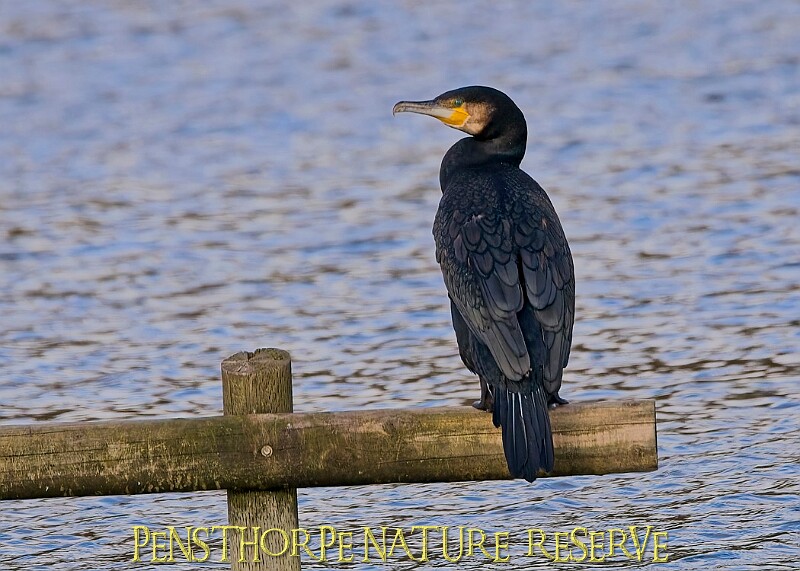 20251113PENSNOV00323A.JPG