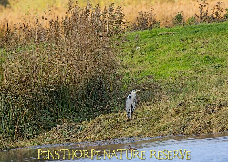 20251113PENSNOV00332A.JPG