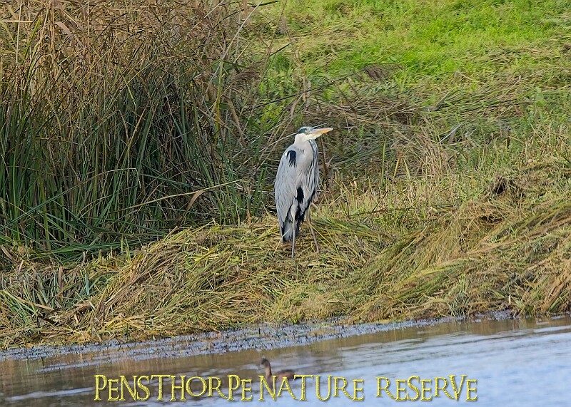 20251113PENSNOV00334A.JPG