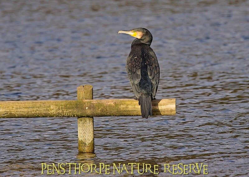 20251113PENSNOV00335A.JPG