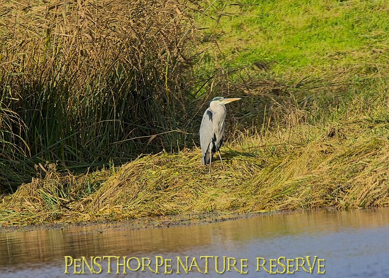20251113PENSNOV00339A.JPG