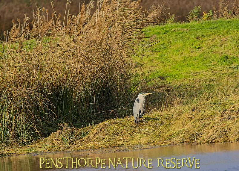 20251113PENSNOV00340A.JPG