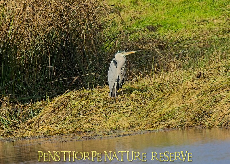 20251113PENSNOV00341A.JPG