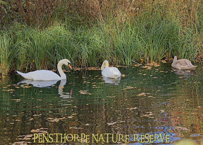20251113PENSNOV00393A.JPG