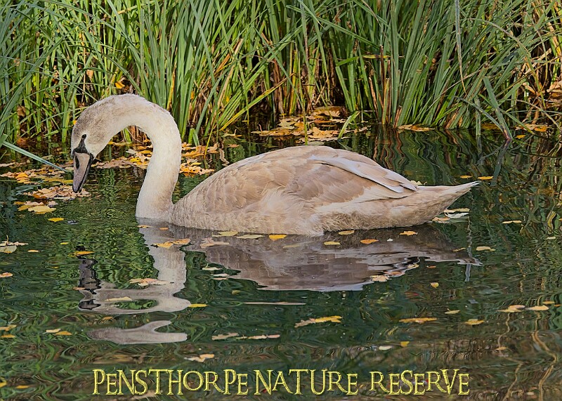20251113PENSNOV00396A.JPG