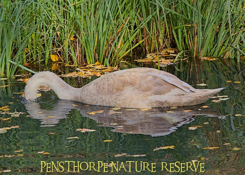 20251113PENSNOV00397A.JPG